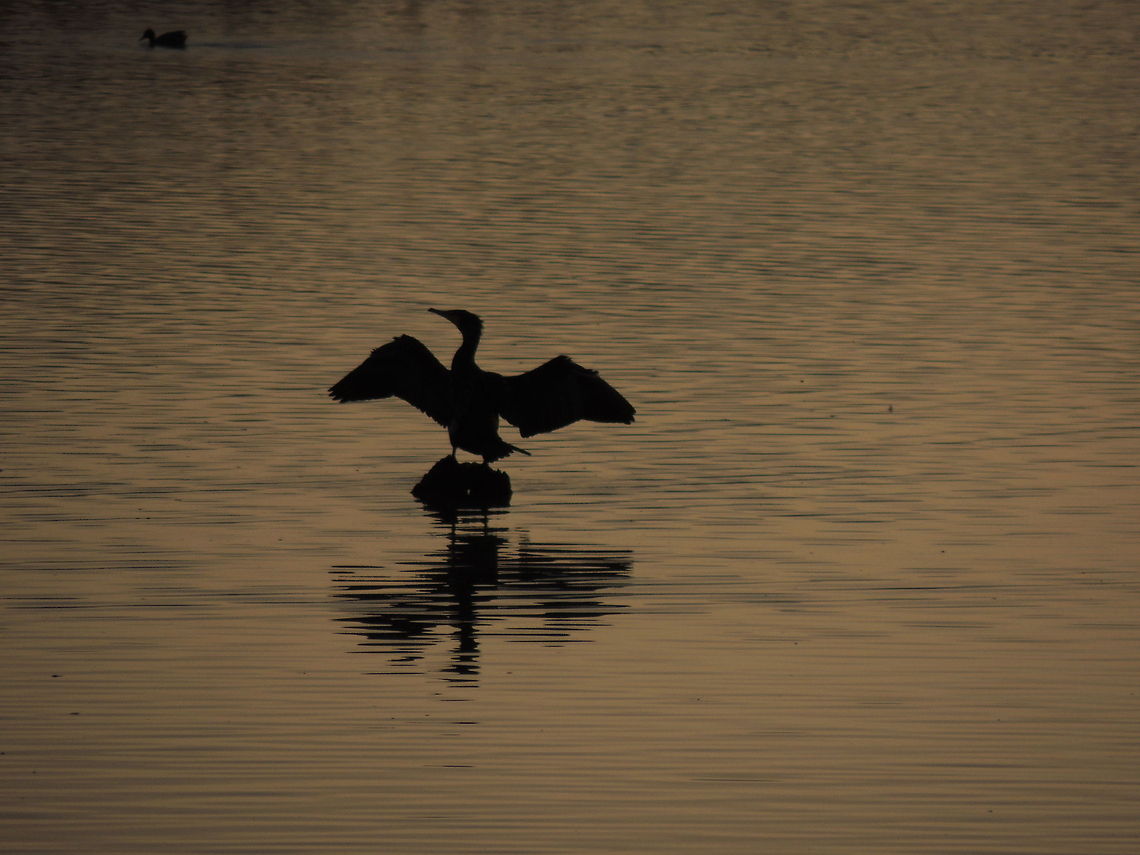 Drying in the sunset After a day spent fishing this cormorant is relaxing on a rock in the sunset Geotagged,Great Cormorant,Italy,Phalacrocorax carbo,Winter