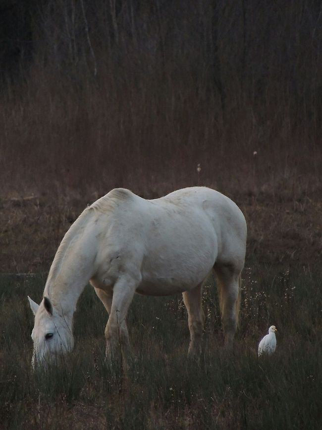 collaboration the horse,grazing, make the little insects hidden in the grass escape so the egret can eat them. Bubulcus ibis,Cattle Egret,Domestic horse,Geotagged,Italy