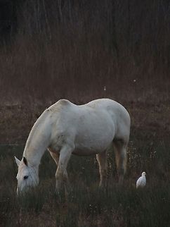 collaboration the horse,grazing, make the little insects hidden in the grass escape so the egret can eat them. Bubulcus ibis,Cattle Egret,Domestic horse,Geotagged,Italy