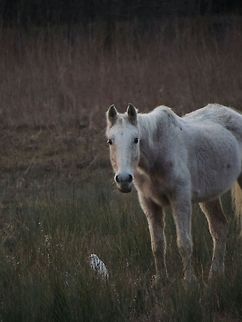 Hey you! What do you want?  Cattle Egret,Domestic horse,Equus ferus caballus,Geotagged,Italy