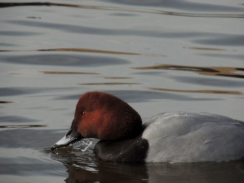 pochard close up  Aythya ferina,Closeup,Common Pochard,Geotagged,Italy,Redhead,Water Birds,Winter