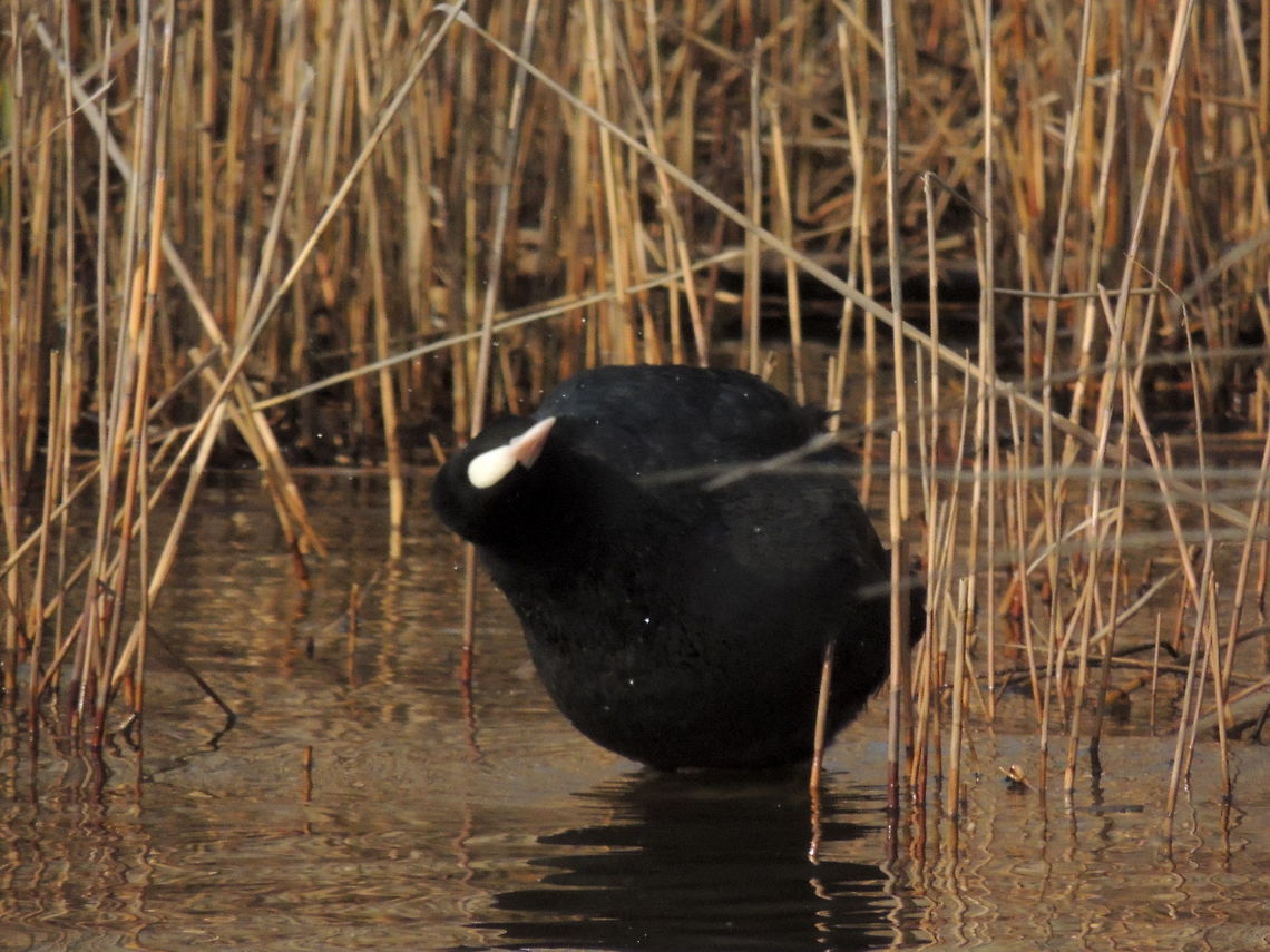 shake it off  Eurasian Coot,Fulica atra,Geotagged,Italy,Water Birds,Winter