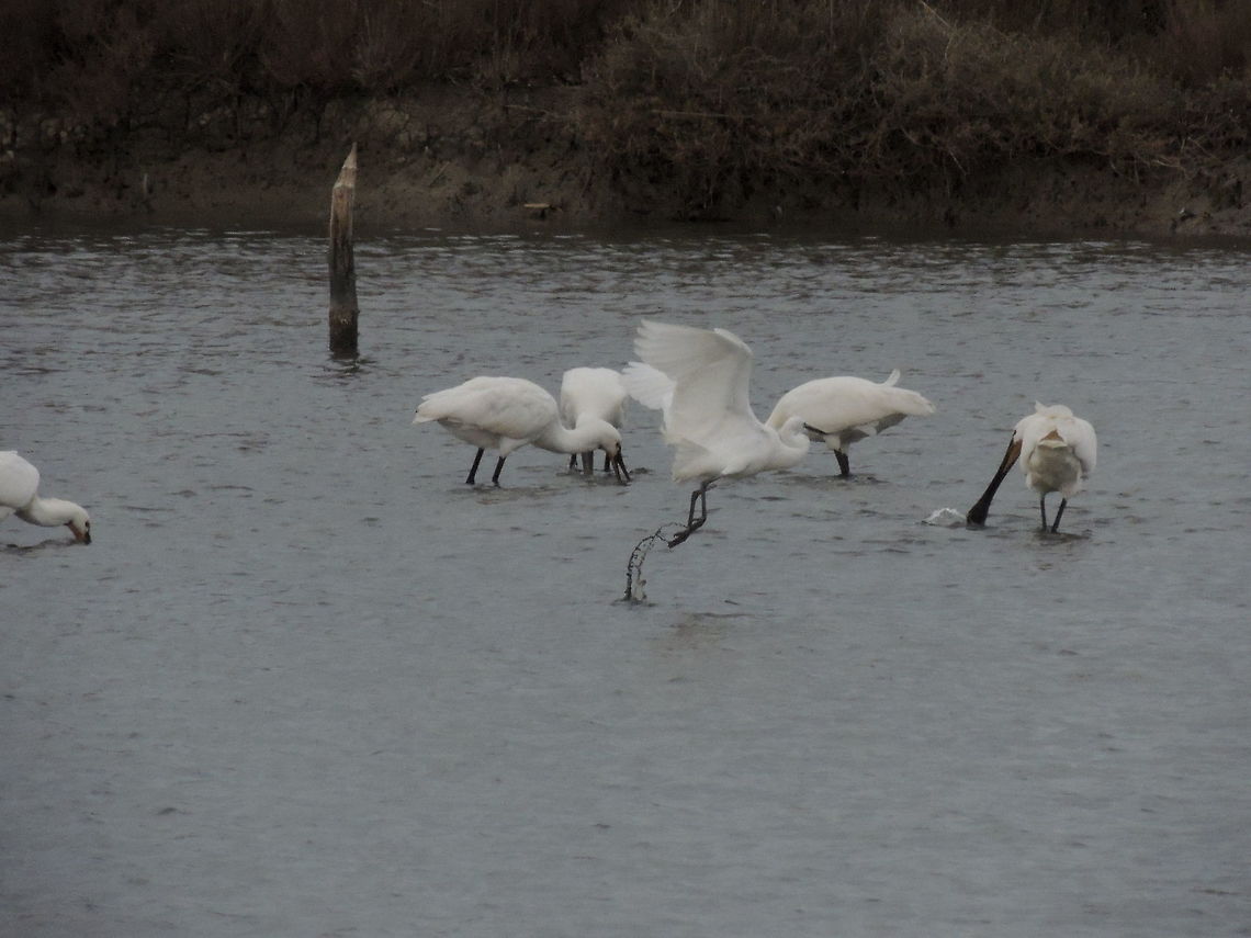 taking off  Egretta garzetta,Eurasian Spoonbill,Geotagged,Italy,Little Egret,Winter