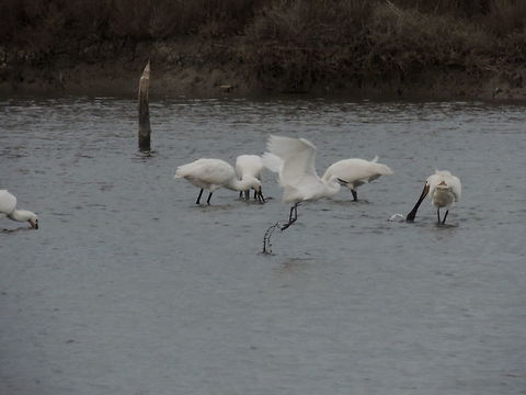 taking off  Egretta garzetta,Eurasian Spoonbill,Geotagged,Italy,Little Egret,Winter