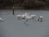 taking off  Egretta garzetta,Eurasian Spoonbill,Geotagged,Italy,Little Egret,Winter