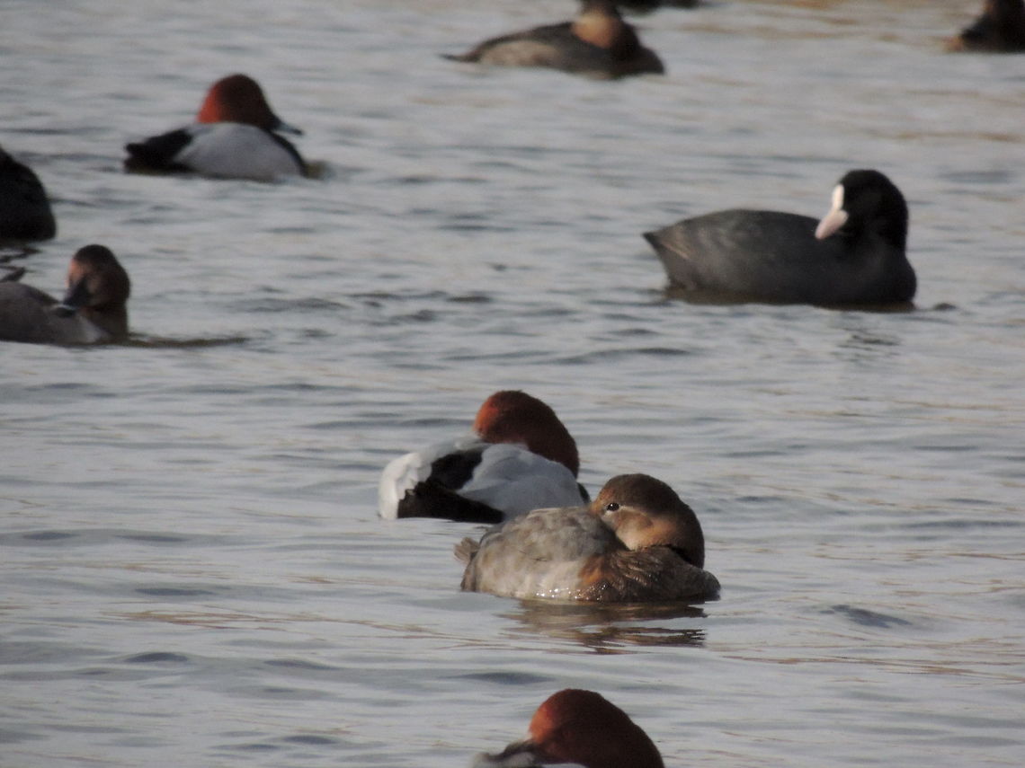 A very assorted group This huge group of water birds in wwf&#039;s oasi lago di burano was so quiet and peacefull. Even when I arrived they didn&#039;t move and keeped doing their usual things like if I wasn&#039;t there Anas strepera,Common Pochard,Eurasian Coot,Gadwall,Geotagged,Italy,Mareca strepera,Redhead,Water Birds,Winter