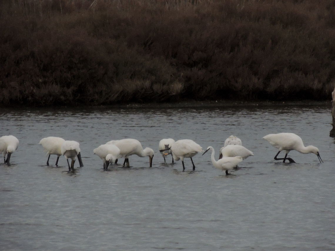 will they notice me ? this little egret past a lot of time fishing with this group of spoonbills. But then I flew away..maybe he noticed that they weren&#039;t his family!! Eurasian Spoonbill,Geotagged,Italy,Platalea leucorodia,Winter