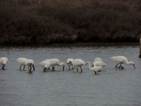 will they notice me ? this little egret past a lot of time fishing with this group of spoonbills. But then I flew away..maybe he noticed that they weren't his family!! Eurasian Spoonbill,Geotagged,Italy,Platalea leucorodia,Winter