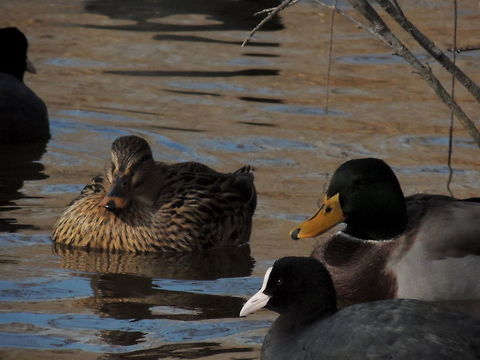 The stranger I saw this couple of mallards and I wanted to photograp this two "lovers" but when I shot the photo this coot passed by...what an egocentric bird! Anas platyrhynchos,Eurasian Coot,Geotagged,Italy,Mallard,Winter