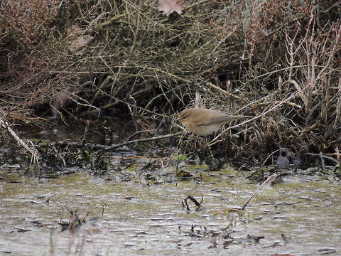The king of the puddle This little bird was so busy searching for something to eat that didn't noticed me.
This was so good because I had the time to take a lot of photos! Common Chiffchaff,Geotagged,Italy,Phylloscopus collybita,Winter