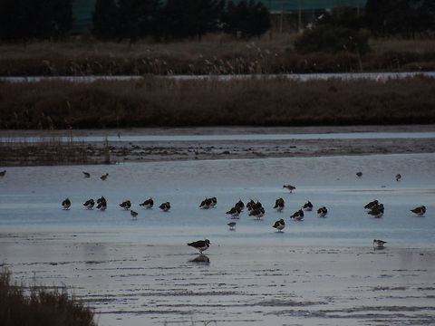 Lapwings A group of lapwings whit common sandpipers Geotagged,Italy,Northern Lapwing,Vanellus vanellus,Winter