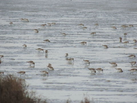 Lunch time These little birds spent a lot of time searching for little crustaceans with their long beaks. 
They share the habitat whit flamingos,lapwings,and many other scolopacidae. Actitis hypoleucos,Common sandpiper,Geotagged,Italy,Winter