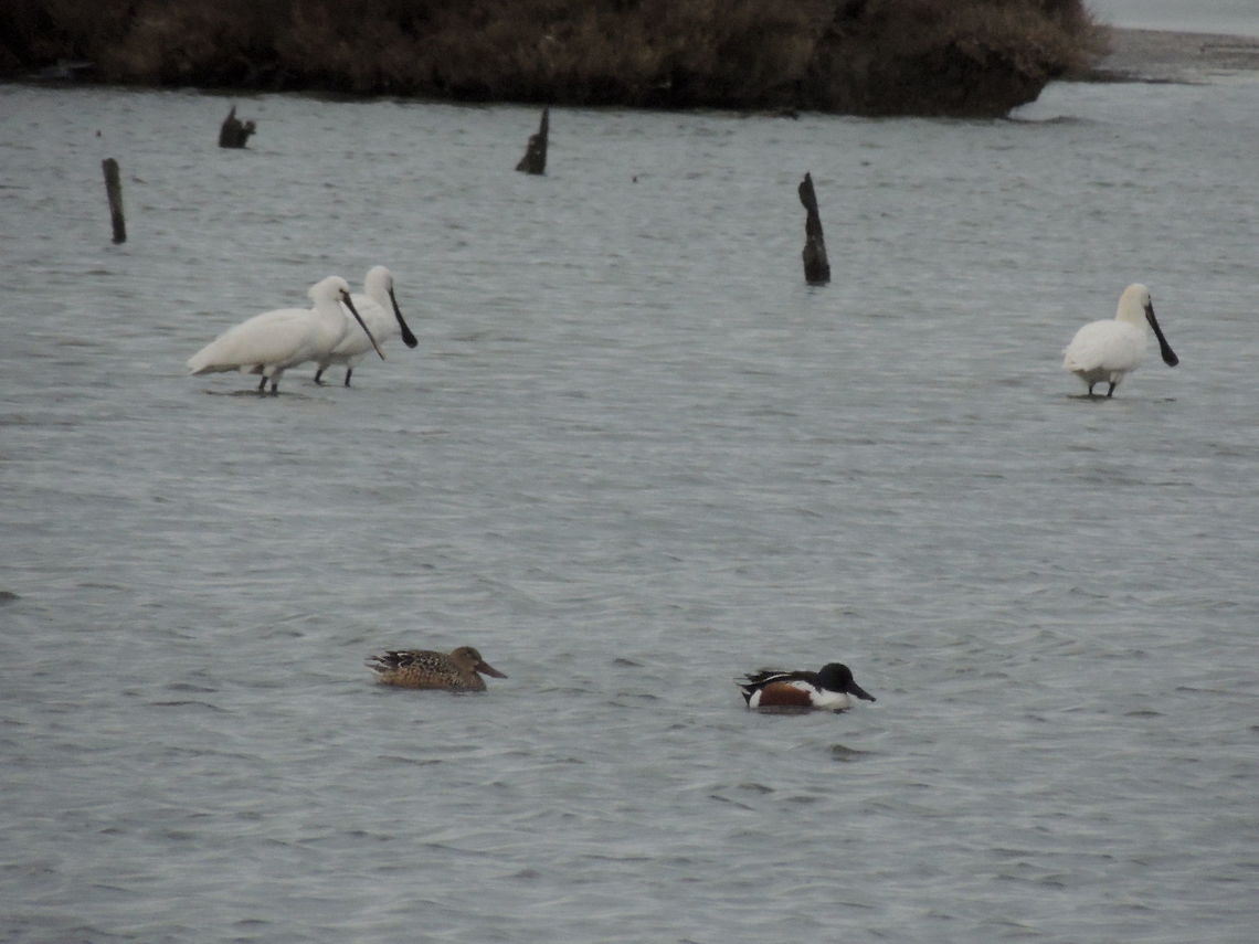 A couple of shovelers Two shovelers swim in front of a group of spoonbills. Anas clypeata,Eurasian Spoonbill,Geotagged,Italy,Northern Shoveler,Winter