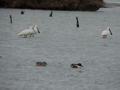 A couple of shovelers Two shovelers swim in front of a group of spoonbills. Anas clypeata,Eurasian Spoonbill,Geotagged,Italy,Northern Shoveler,Winter