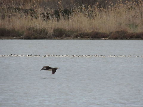 An endeless line There were so many avocets !! Geotagged,Great Cormorant,Italy,Pied Avocet,Recurvirostra avosetta,Winter