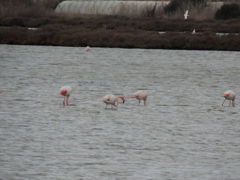 Flamingos In the oasi wwf laguna di orbetello there were hundreds flamingos but only ten were close enaugh to be photographed.. Geotagged,Greater flamingo,Italy,Phoenicopterus roseus,Winter