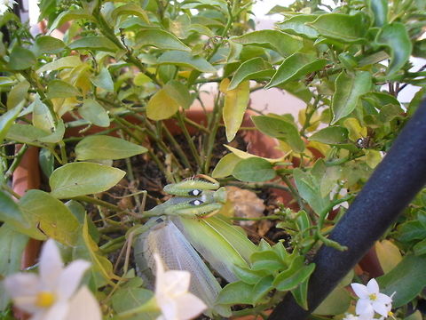 Attacking position I found this praying mantis in my garden and it was so aggressive! European Mantis,Fall,Geotagged,Italy,Mantis religiosa