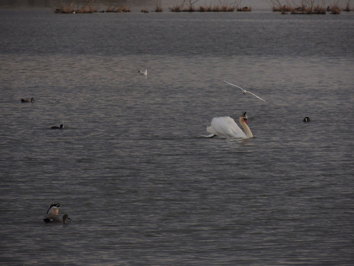how many species? Only in this photo I caught five species.. only a little part of the diversity in Alviano&#039;s oasi Cygnus olor,Eurasian Coot,Gadwall,Geotagged,Italy,Mute Swan,Winter,black-headed Gull,mallard duck