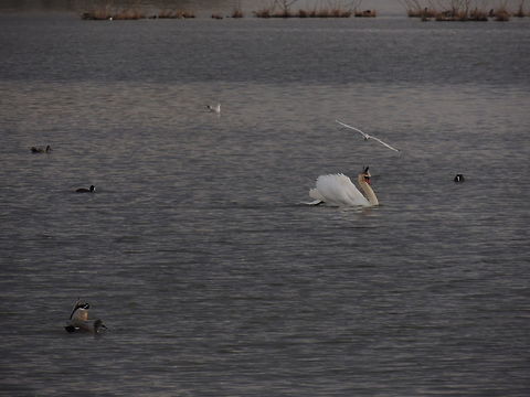 how many species? Only in this photo I caught five species.. only a little part of the diversity in Alviano's oasi Cygnus olor,Eurasian Coot,Gadwall,Geotagged,Italy,Mute Swan,Winter,black-headed Gull,mallard duck