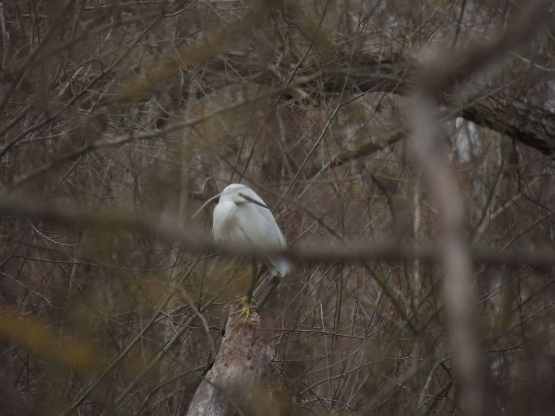 On a tree  Egretta garzetta,Geotagged,Italy,Little Egret,Winter
