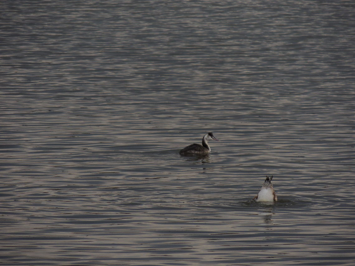 great crested grebe in his winter plumage  Geotagged,Great Crested Grebe,Italy,Podiceps cristatus,Winter
