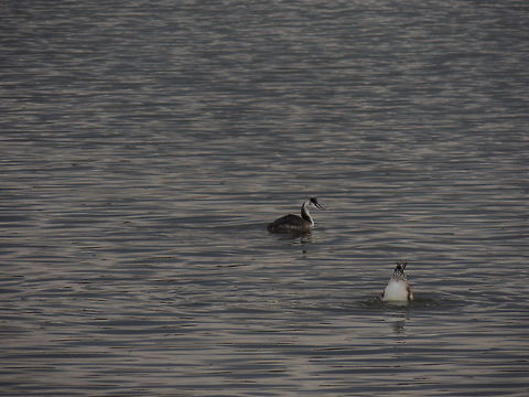 great crested grebe in his winter plumage  Geotagged,Great Crested Grebe,Italy,Podiceps cristatus,Winter