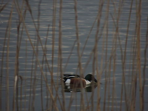 Shoveller behind vegetation  Anas clypeata,Geotagged,Italy,Northern Shoveler,Winter