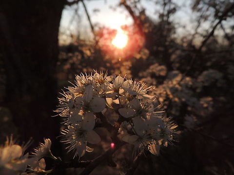 Hawton's flowers and sunset  Common hawthorn,Crataegus monogyna,Geotagged,Italy,Winter