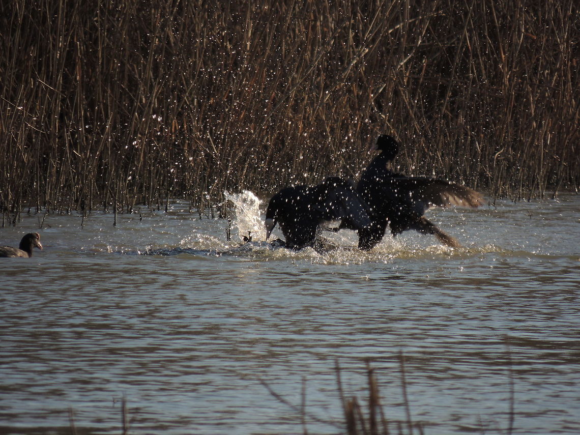 The fight these coots maybe were contending the territory.<br />
<a href="https://m.youtube.com/watch?v=YjKWuk1qlPU" rel="nofollow">https://m.youtube.com/watch?v=YjKWuk1qlPU</a> Eurasian Coot,Fulica atra,Geotagged,Italy,Winter,fight