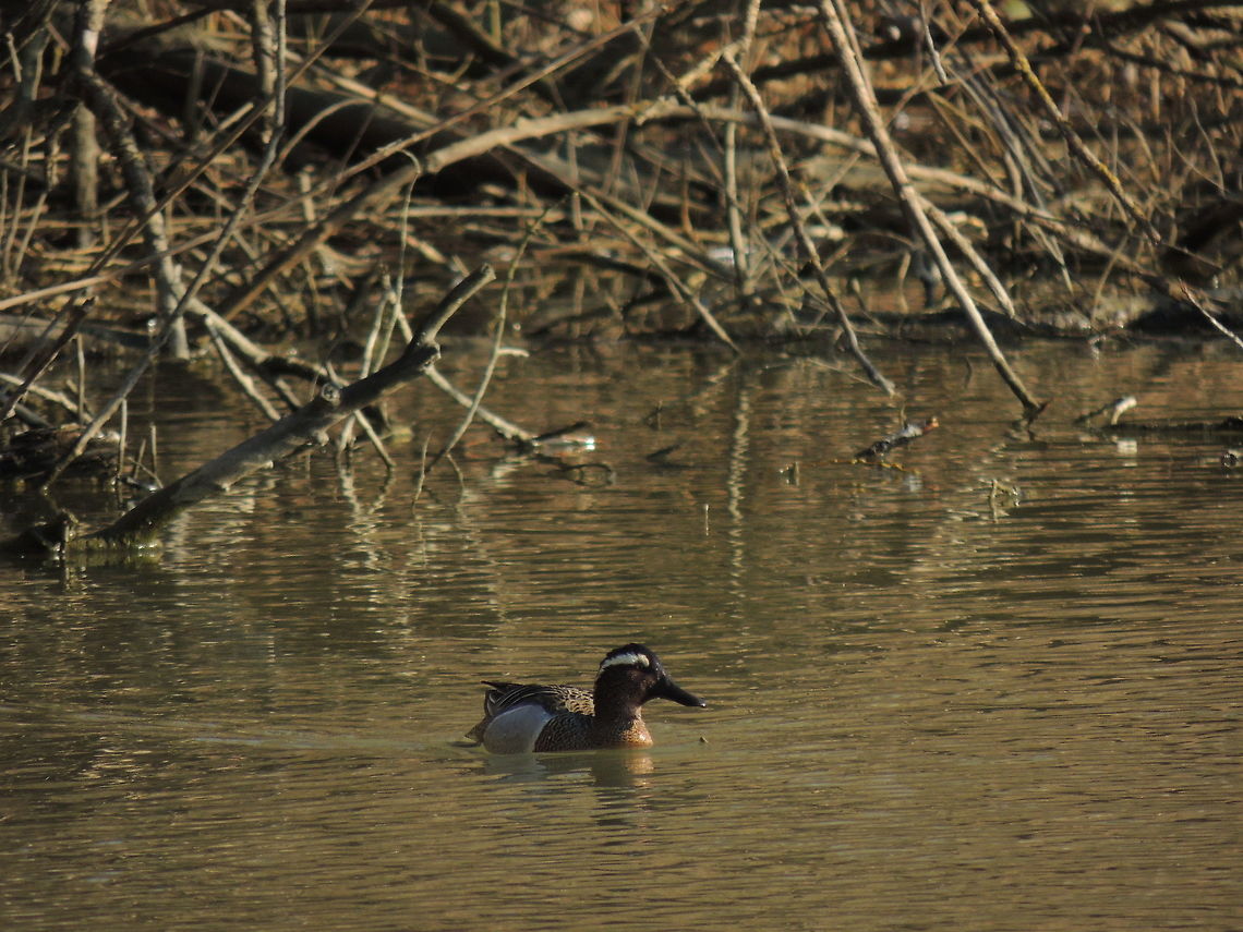 Marzaiola In italy we call them marzaiole because they arrive in our country in March (marzo).<br />
Their migration is strange because it&#039;s round: they Fly through Sahara then the central Mediterranean and Italy where it nests expecially in Po valley. Then it reach northen and eastern Europe.<br />
It is found in low water and usually stops near marsh vegetation.<br />
It can be seen while takes off vertically and fastly. Anas querquedula,Garganey,Geotagged,Italy,Spatula querquedula,Winter