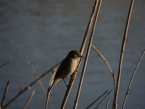 chiffchaff  Common Chiffchaff,Geotagged,Italy,Phylloscopus collybita,Winter