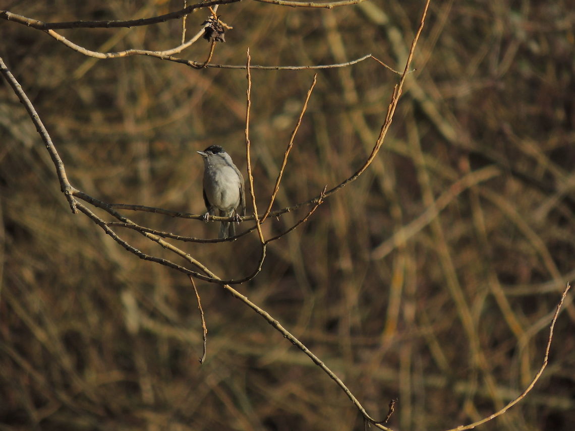 Blackcap  Blackcap,Geotagged,Italy,Sylvia atricapilla,Winter
