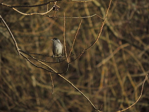 Blackcap  Blackcap,Geotagged,Italy,Sylvia atricapilla,Winter