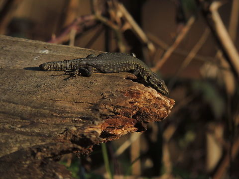 Sunbath I like the fact that it's possible to see the tail that is regrowing Common wall lizard,Geotagged,Italy,Podarcis muralis,Winter