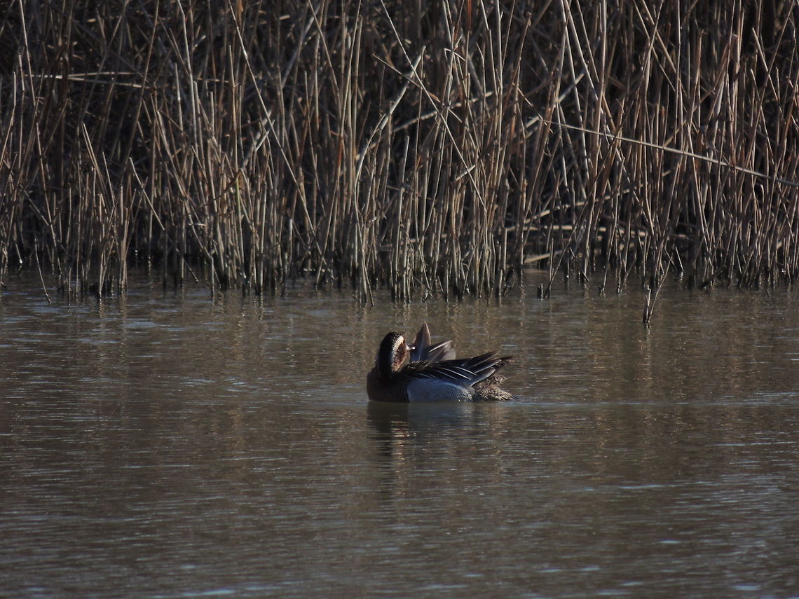 Preening  Anas querquedula,Garganey,Geotagged,Italy,Spatula querquedula,Winter