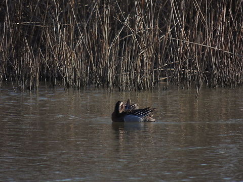 Preening  Anas querquedula,Garganey,Geotagged,Italy,Spatula querquedula,Winter
