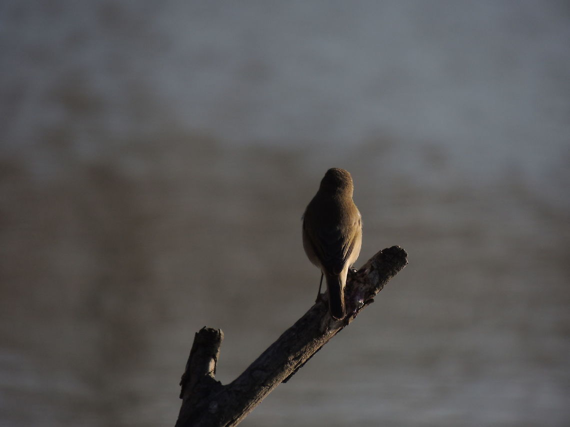 The lone thinker After a day spent &quot;dancing&quot; and moving frenetically this little bird needed some minutes for reflecting! Common Chiffchaff,Geotagged,Italy,Phylloscopus collybita,Winter