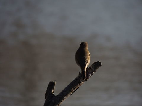 The lone thinker After a day spent "dancing" and moving frenetically this little bird needed some minutes for reflecting! Common Chiffchaff,Geotagged,Italy,Phylloscopus collybita,Winter