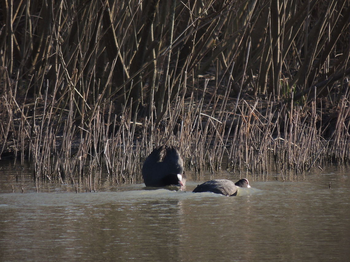 who's the boss? The coot to the left is showing an aggressive behaviour in fact it has raised wings. The coot to the right instead is showing a submissive behaviour. <br />
These two birds ended up fighting <figure class="photo"><a href="https://www.jungledragon.com/image/27043/the_fight.html" title="The fight"><img src="https://s3.amazonaws.com/media.jungledragon.com/images/725/27043_thumb.JPG?AWSAccessKeyId=05GMT0V3GWVNE7GGM1R2&Expires=1770854410&Signature=SVyFg%2FAdBrpKnYoWeNdgf0h9074%3D" width="200" height="150" alt="The fight these coots maybe were contending the territory.<br />
https://m.youtube.com/watch?v=YjKWuk1qlPU Eurasian Coot,Fulica atra,Geotagged,Italy,Winter,fight" /></a></figure><br />
<a href="https://m.youtube.com/watch?v=YjKWuk1qlPU" rel="nofollow">https://m.youtube.com/watch?v=YjKWuk1qlPU</a><br />
  Eurasian Coot,Fulica atra,Geotagged,Italy,Winter,behaviour