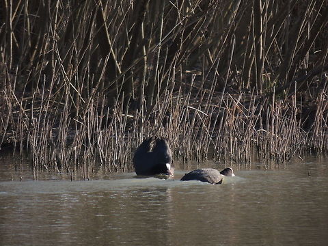 who's the boss? The coot to the left is showing an aggressive behaviour in fact it has raised wings. The coot to the right instead is showing a submissive behaviour. 
These two birds ended up fighting http://www.jungledragon.com/image/27043/the_fight.html
https://m.youtube.com/watch?v=YjKWuk1qlPU
  Eurasian Coot,Fulica atra,Geotagged,Italy,Winter,behaviour