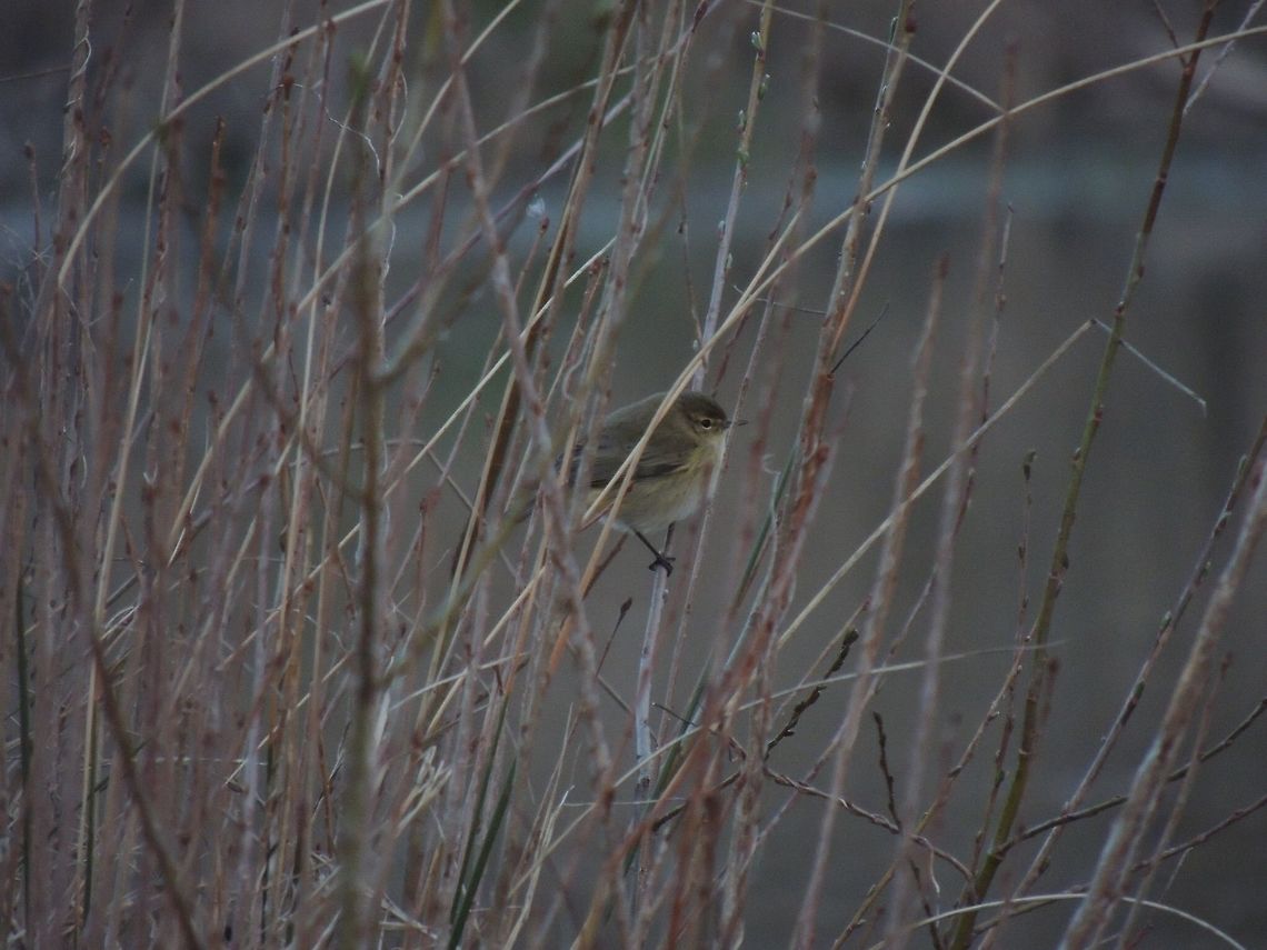 A little bird This little guys are always on move so it isn&#039;t so easy to take a photo of them! Common Chiffchaff,Geotagged,Italy,Phylloscopus collybita