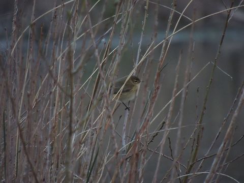 A little bird This little guys are always on move so it isn't so easy to take a photo of them! Common Chiffchaff,Geotagged,Italy,Phylloscopus collybita