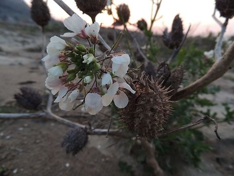 The beauty and the beast It's strange that these two species so different grow so near! Geotagged,Italy,Spikes,flower,plant