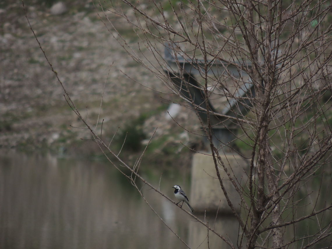 white wagtail the italian name of this bird is "ballerina bianca" that means white dancer. I think think that this is an appropriate name because it could resemble a dancer when it flies! Geotagged,Italy,Motacilla alba,Spring,White wagtail