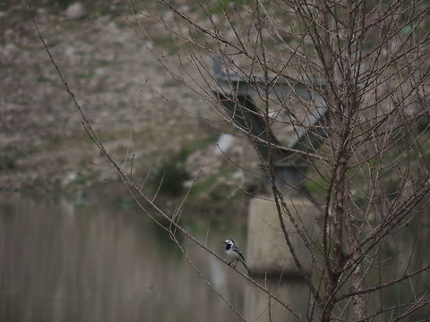 white wagtail the italian name of this bird is "ballerina bianca" that means white dancer. I think think that this is an appropriate name because it could resemble a dancer when it flies! Geotagged,Italy,Motacilla alba,Spring,White wagtail