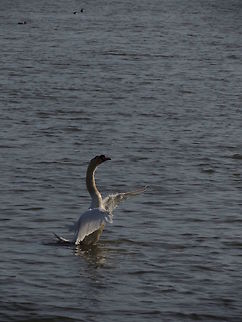Have you seen all my greatness?  Cygnus olor,Geotagged,Italy,Mute Swan,Spring