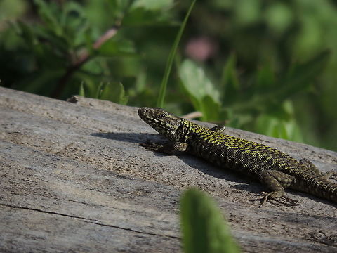 Hey there! Another lizard taking a sun bath Common wall lizard,Geotagged,Italy,Podarcis muralis,Spring