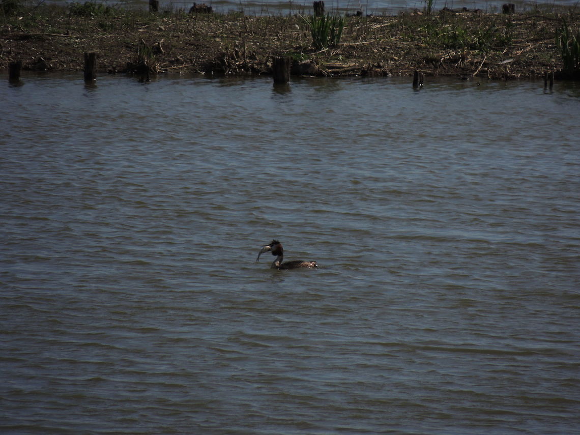 A prey that is too big This crested grebe found (un)lunkly a fish too big to be swallowed. It took some minutes to eat it all. For a moment i tought that the bird would have legt its prey and continue fishing.<br />
<section class="video"><iframe width="448" height="282" src="https://www.youtube-nocookie.com/embed/P0FmSJFMSus?hd=1&autoplay=0&rel=0" frameborder="0" allowfullscreen></iframe></section> Geotagged,Great Crested Grebe,Italy,Podiceps cristatus,Spring