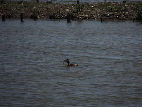 A prey that is too big This crested grebe found (un)lunkly a fish too big to be swallowed. It took some minutes to eat it all. For a moment i tought that the bird would have legt its prey and continue fishing.
https://www.youtube.com/watch?v=P0FmSJFMSus Geotagged,Great Crested Grebe,Italy,Podiceps cristatus,Spring