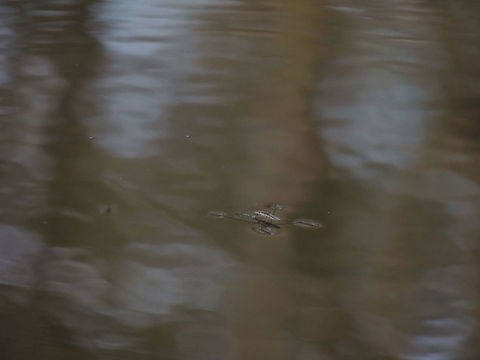 pond skater I like watching this insects skating on the water. I found them amazing! Geotagged,Italy,Spring
